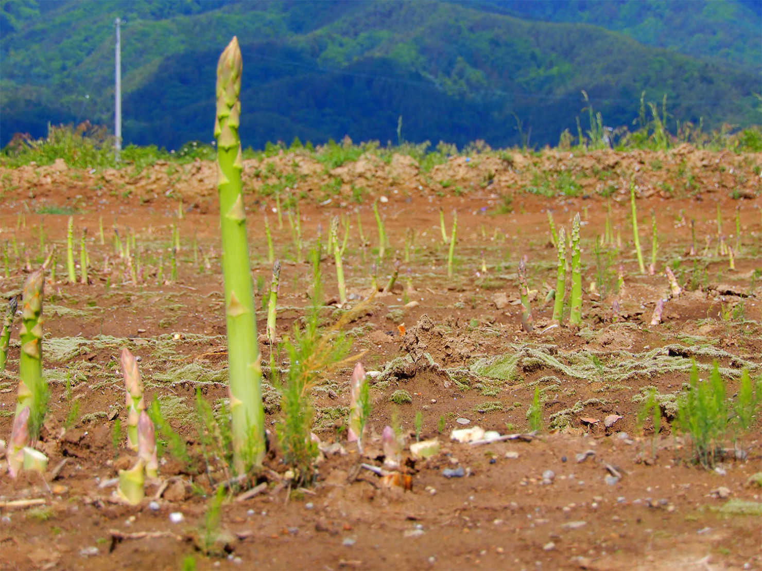 山形村のアスパラ