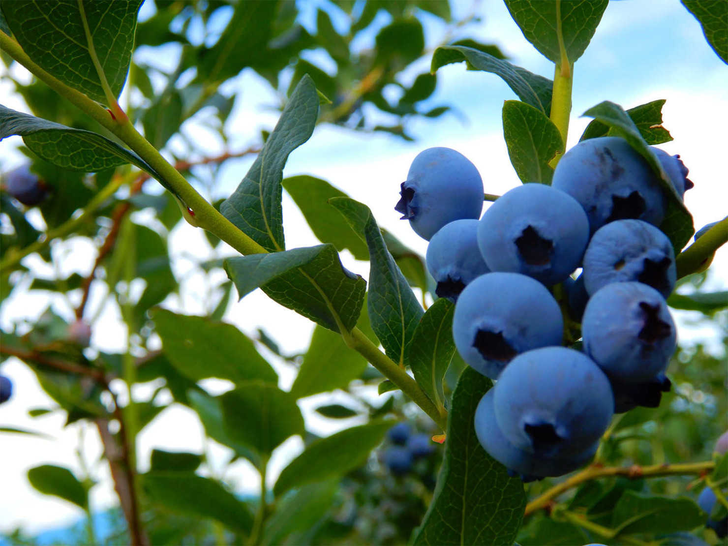 山形村のブルーベリー