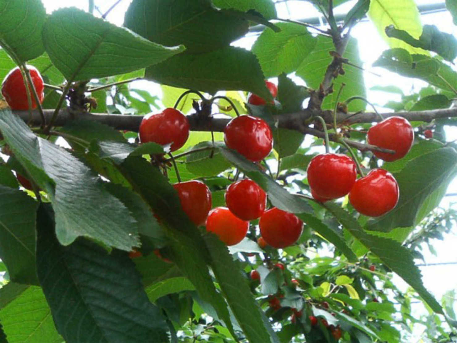 山形村のさくらんぼ