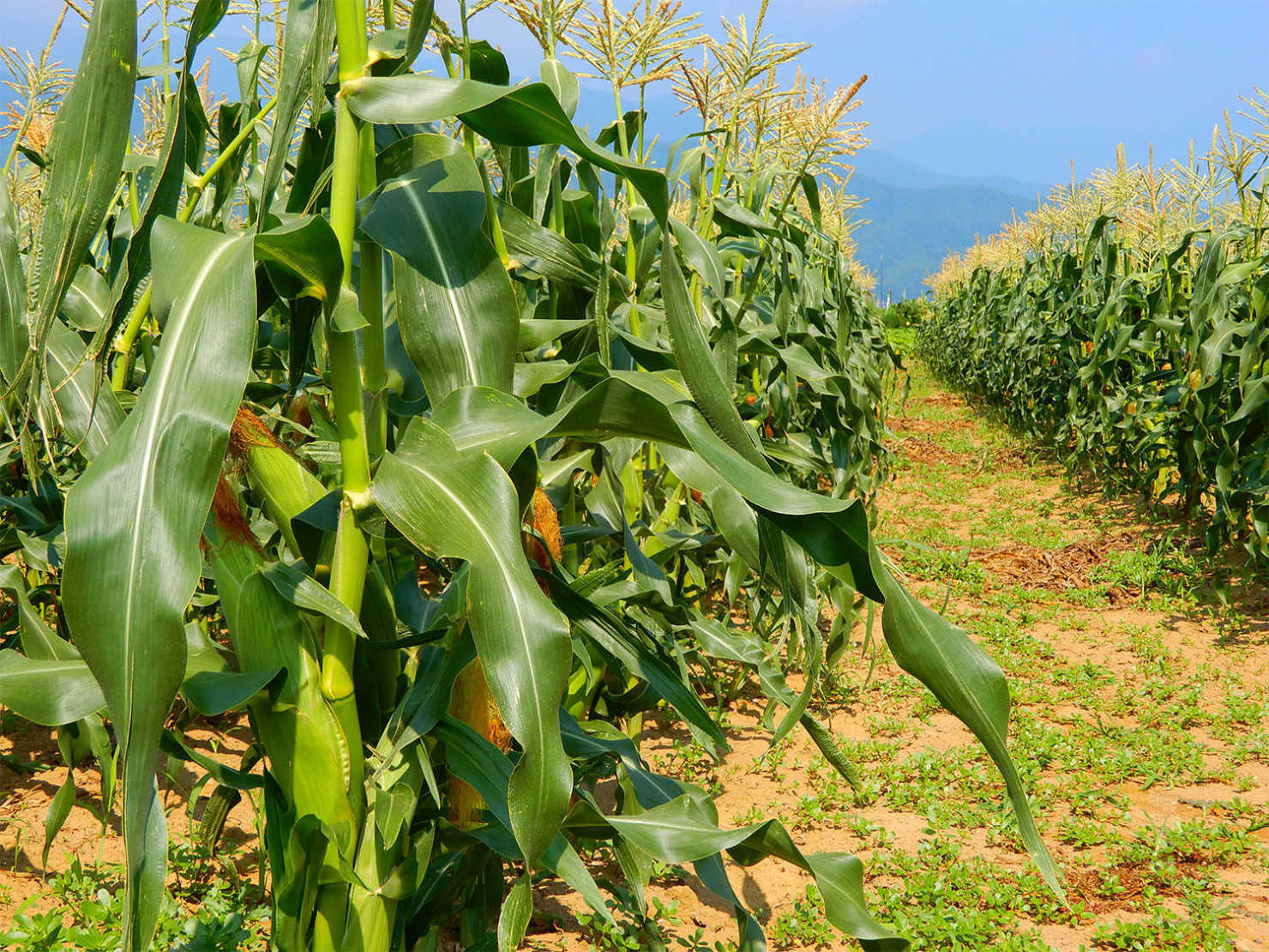 山形村のとうもろこし