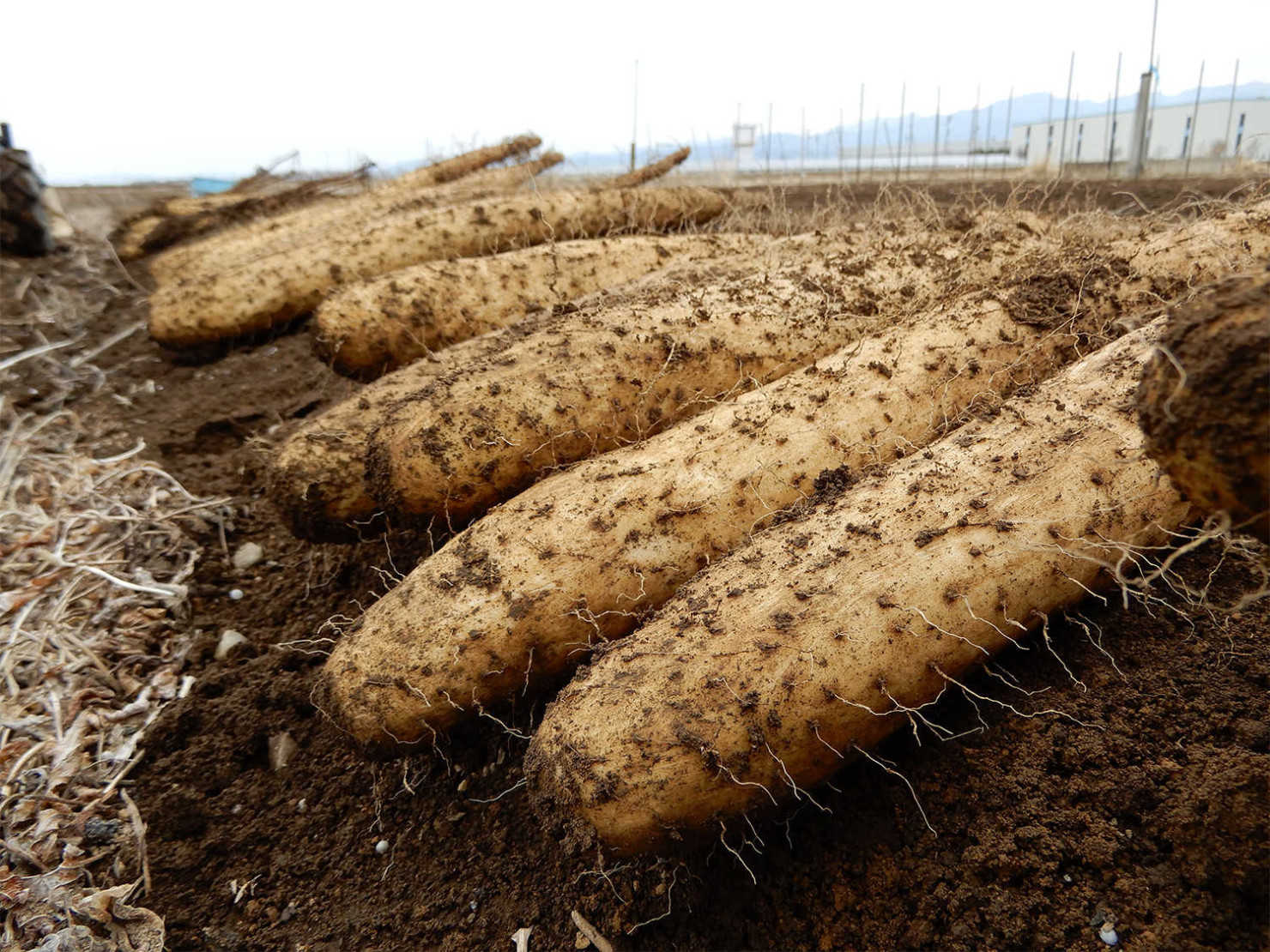 山形村の長いも