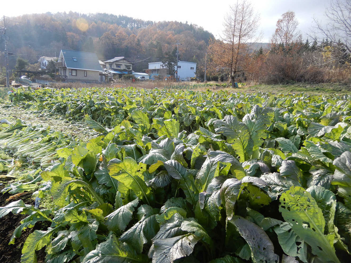 山形村の野沢菜