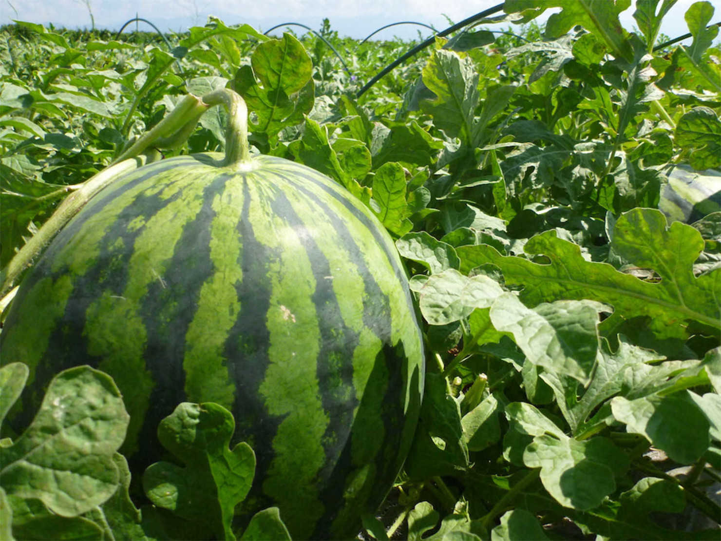 山形村のすいか