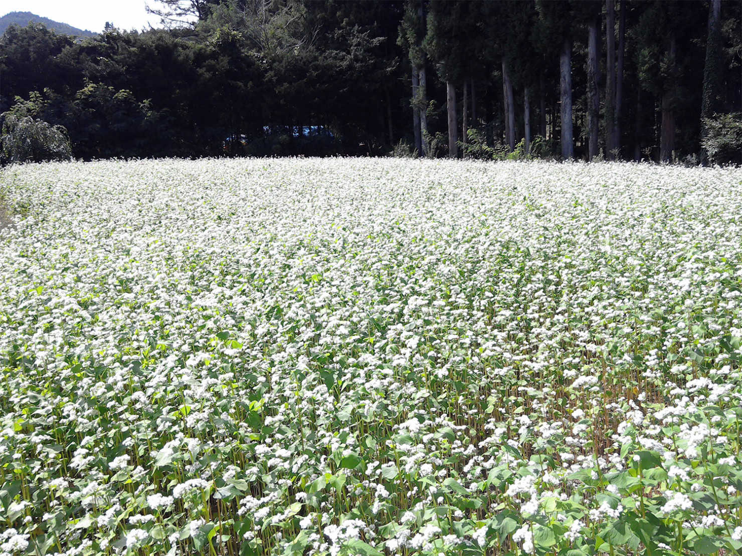 山形村に住む移住者_スローライフ4
