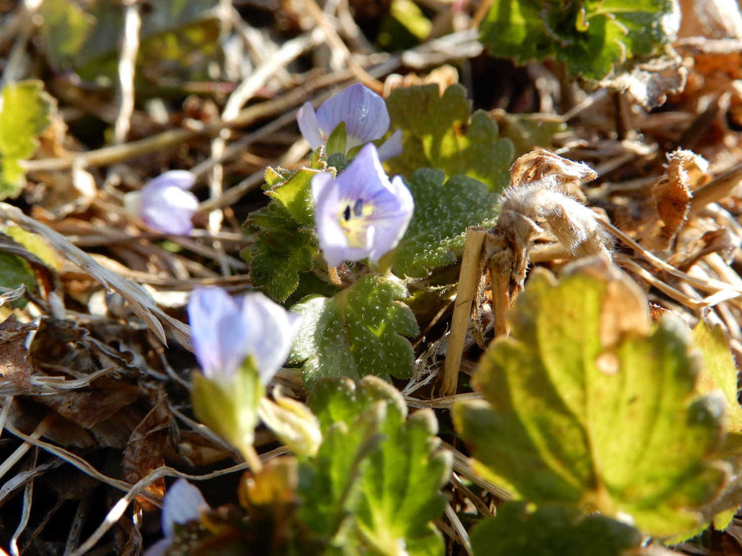 山形村鷹の窪公園3