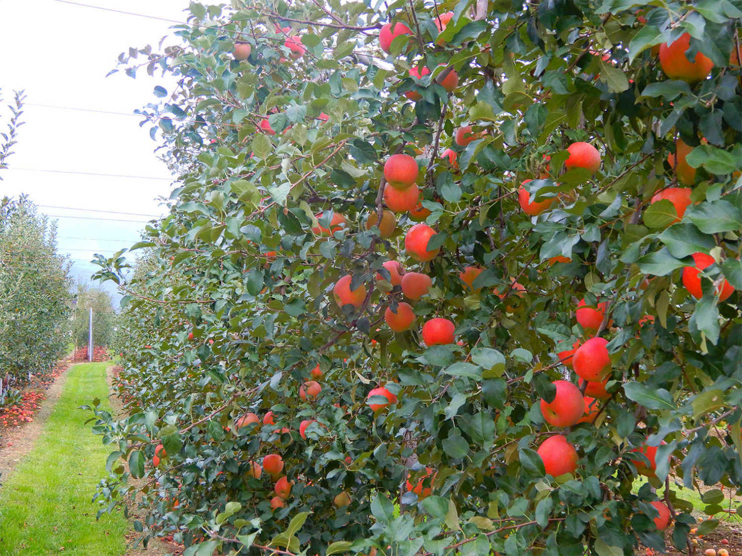 山形村のりんご