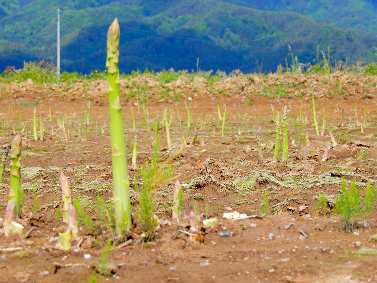 山形村のアスパラ
