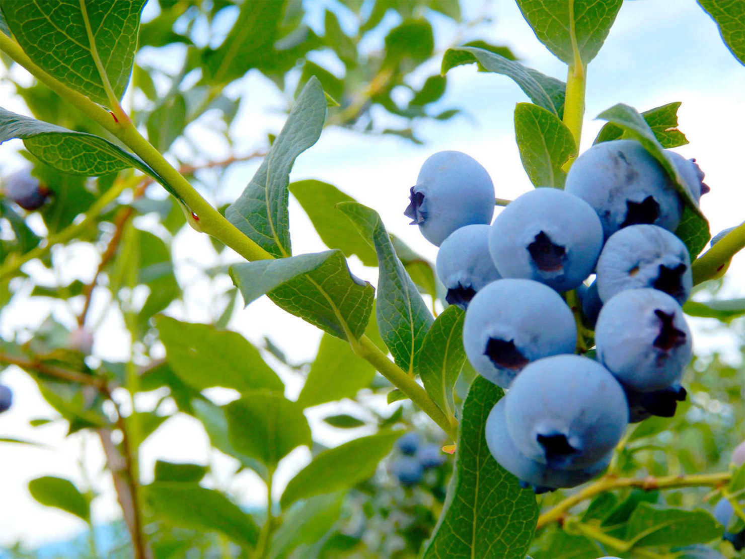 山形村のブルーベリー