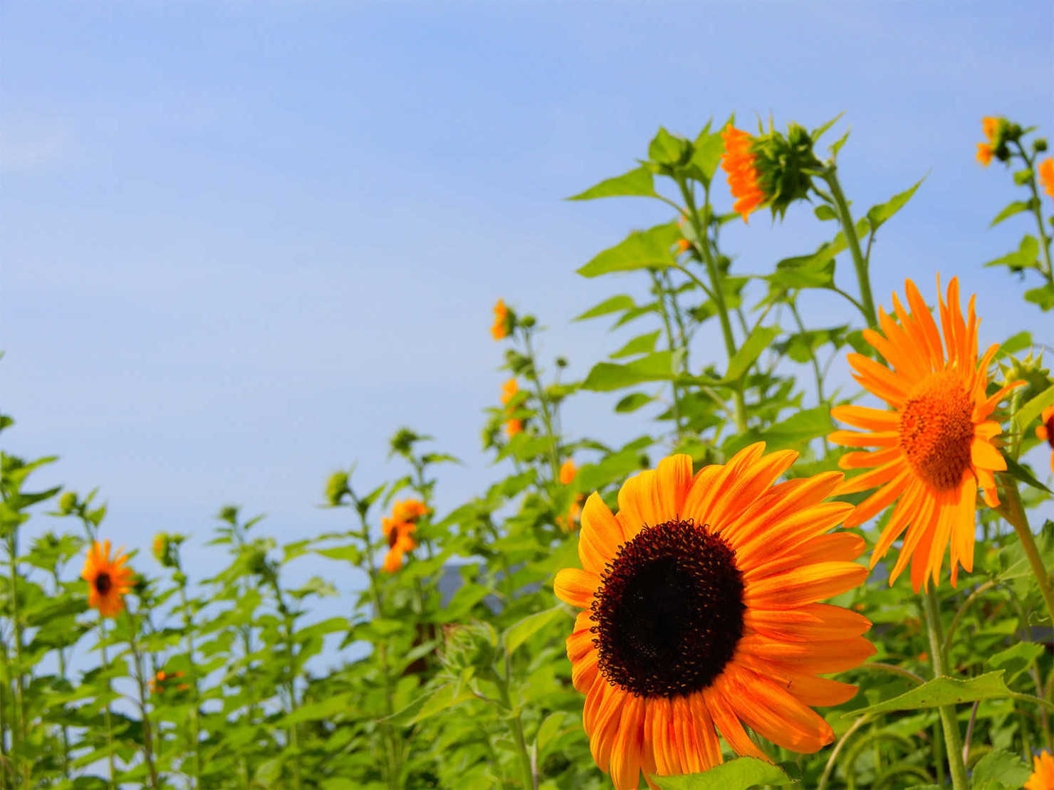 山形村のひまわり