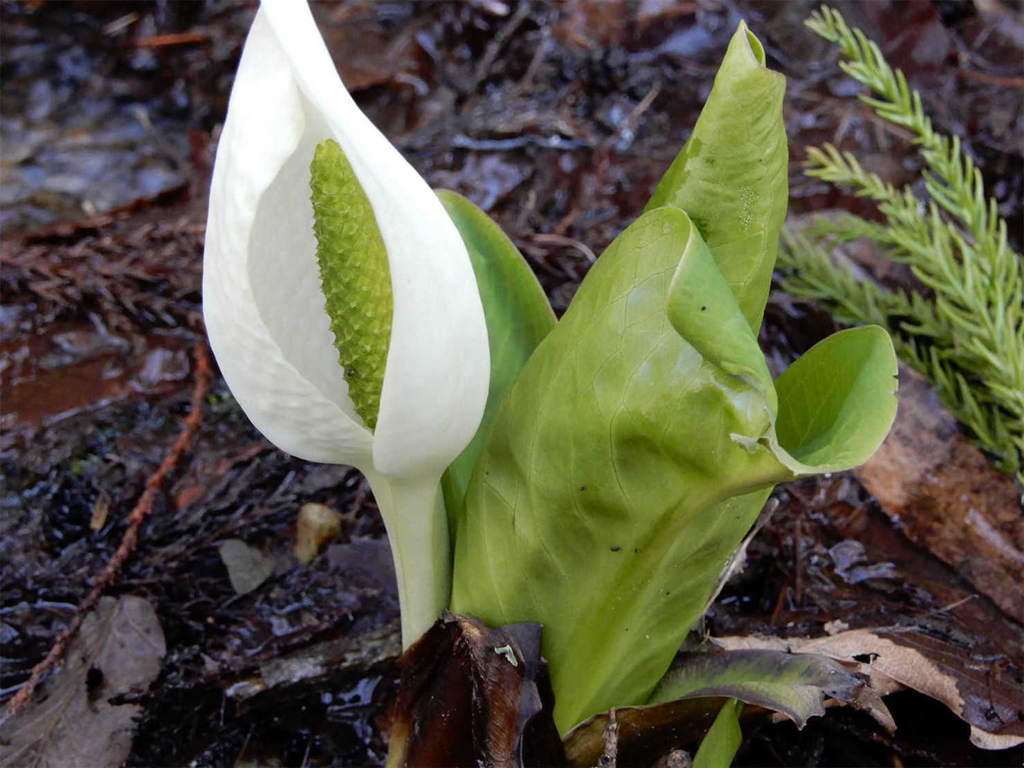 山形村の水芭蕉
