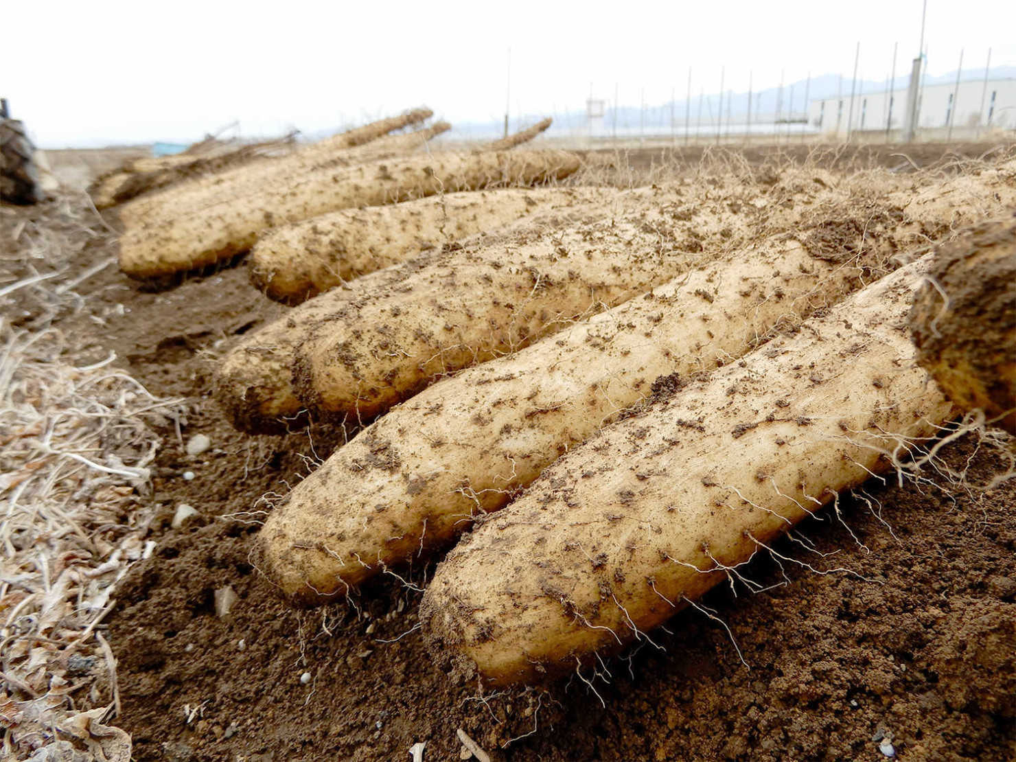 山形村の長いも春掘り