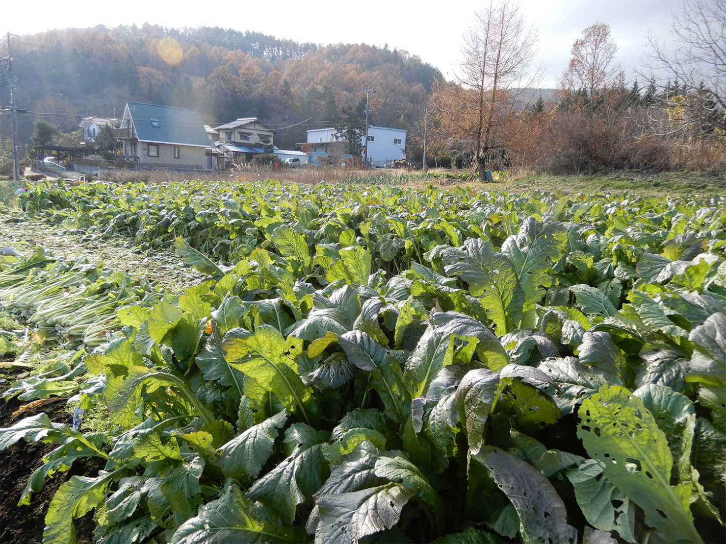 山形村の野沢菜