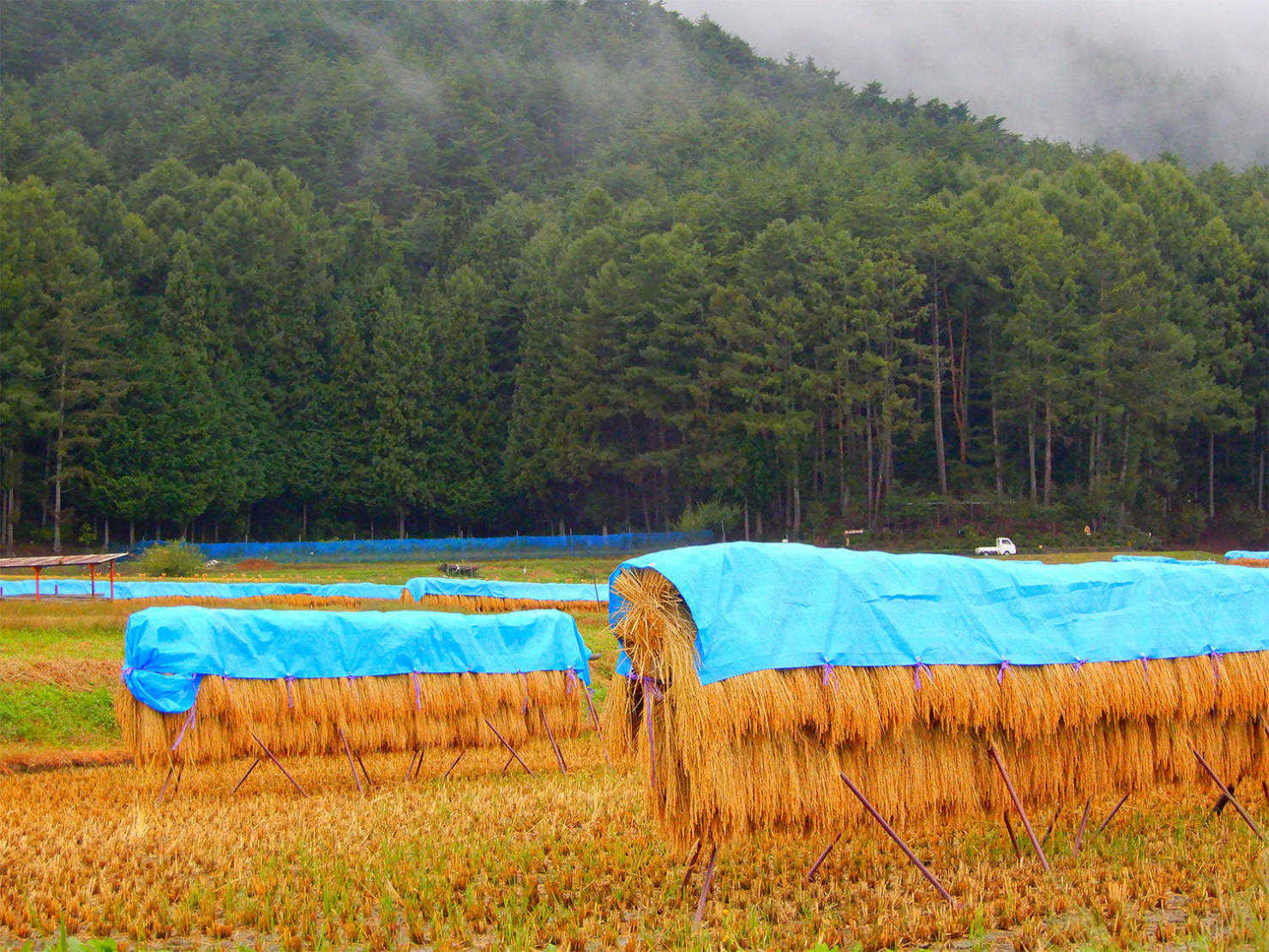 山形村のはぜ掛け