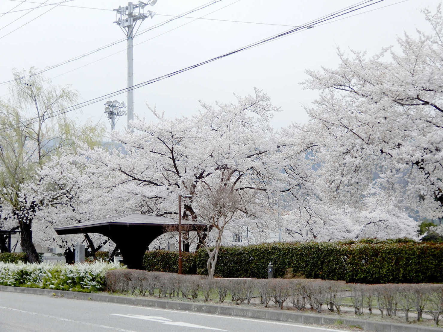 山形村の桜