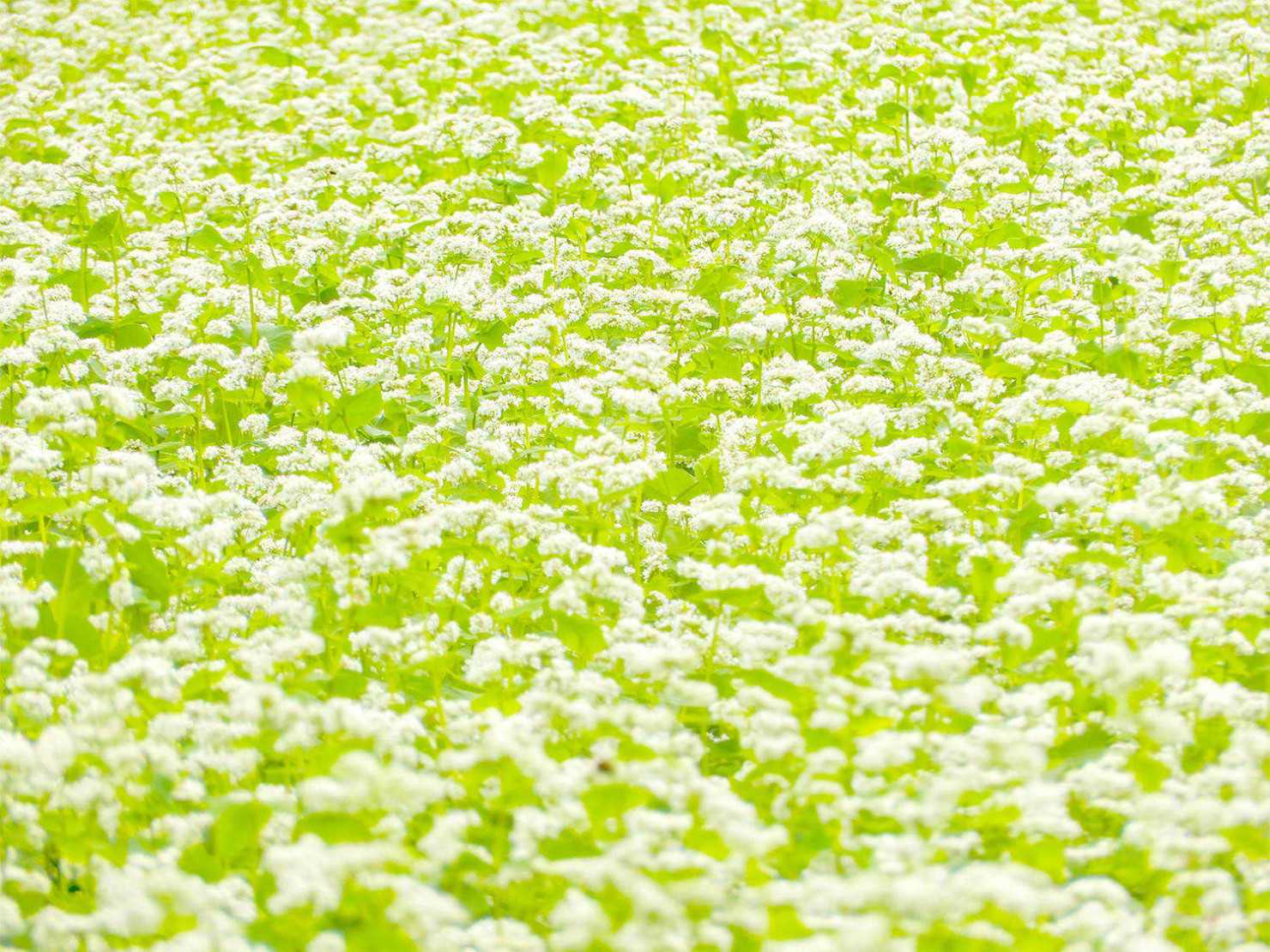 山形村のそば畑