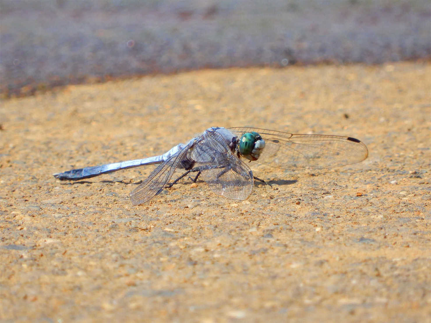 山形村のトンボ
