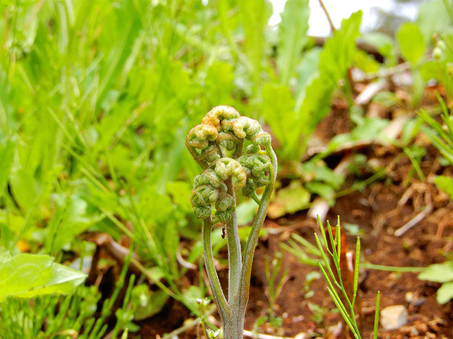 山形村のわらび