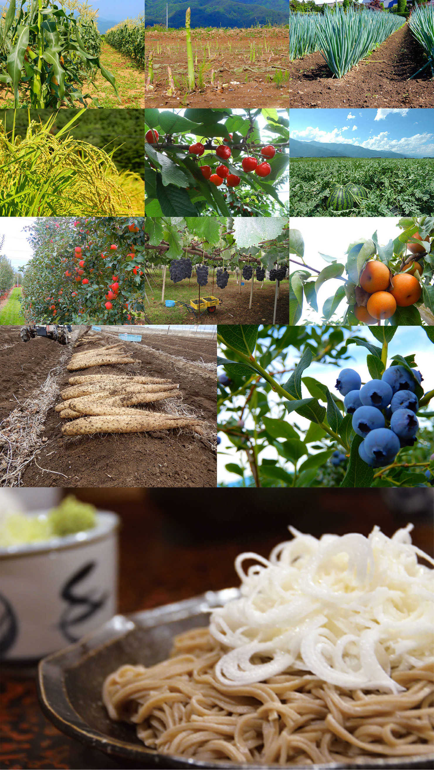 山形村の農産物一例とやまっちそば