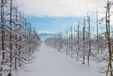 雪が積もったリンゴ畑