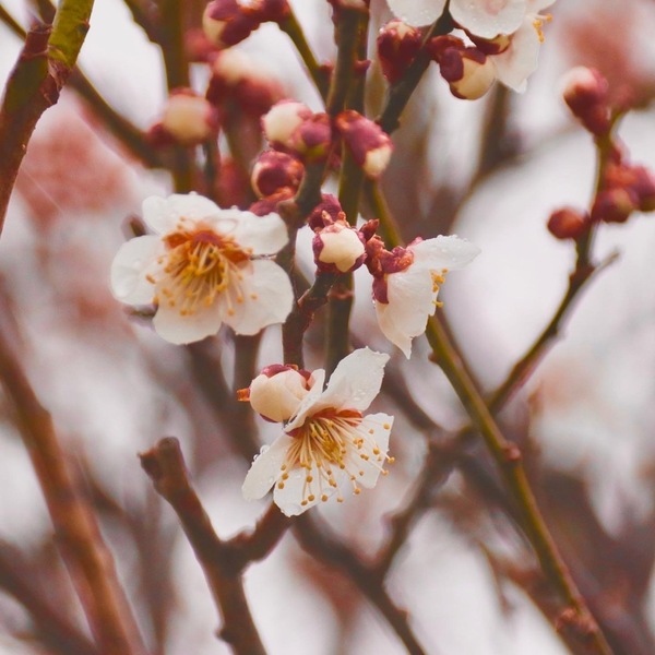 梅の花