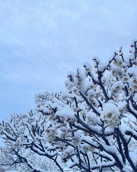 年度初めは雪