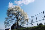 テニスコート西に咲くコブシの花