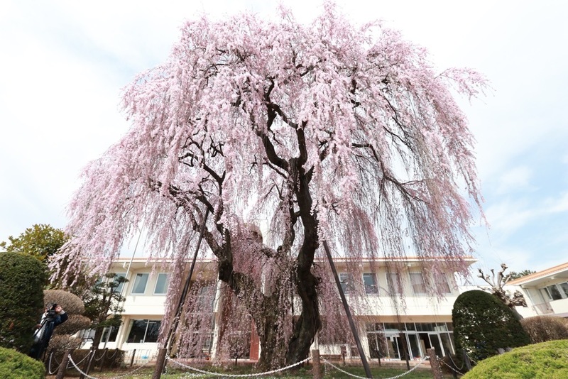 小学校のしだれ桜