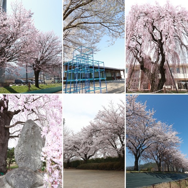 村内各地の桜