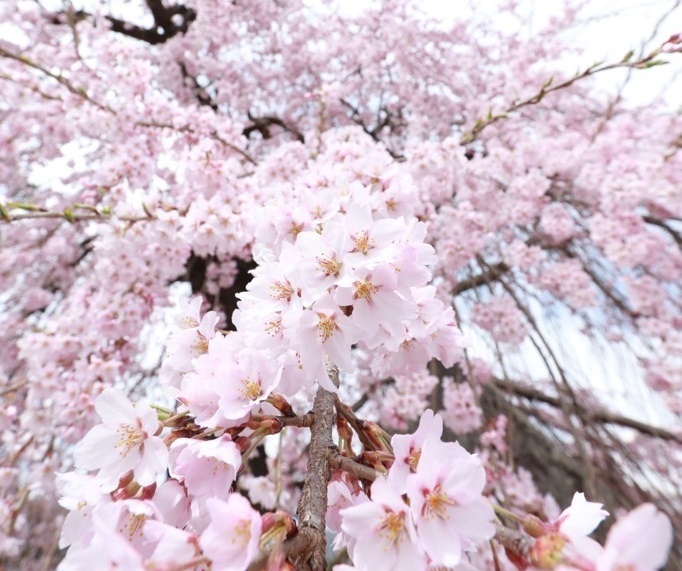 村内各地の桜