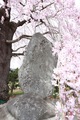 下大池筒井筒道祖神の桜
