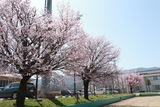 トレセングラウンドの桜