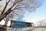 下竹田公会堂の桜