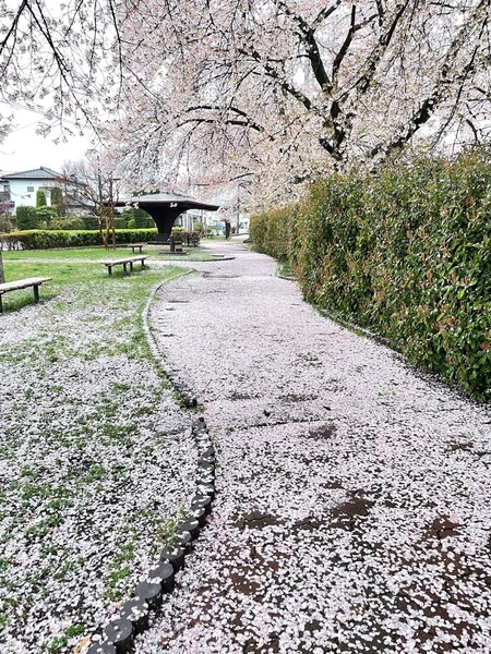 桜の絨毯