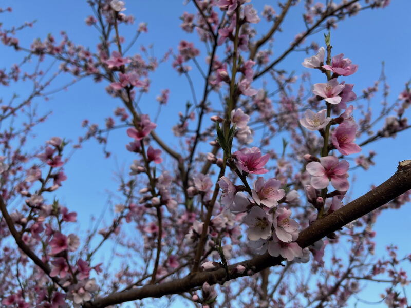 桃の花