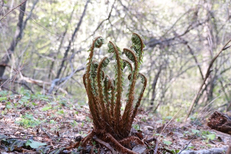 山の草花１