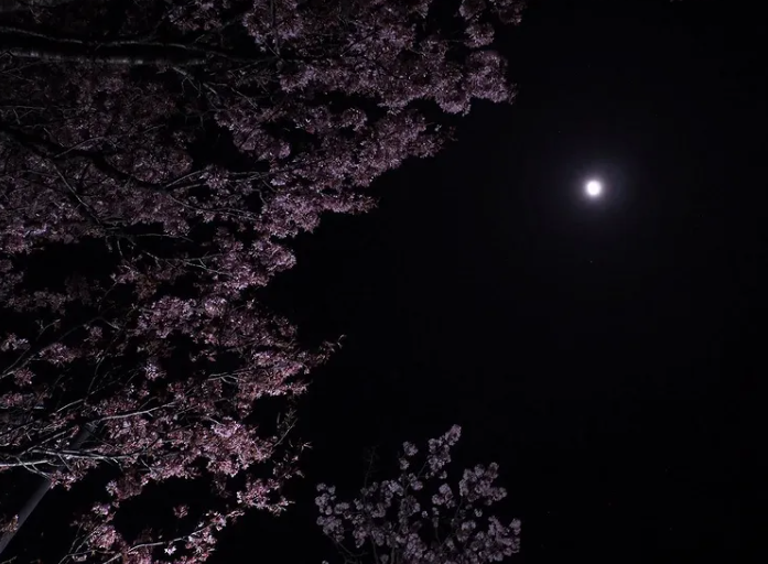 夜桜