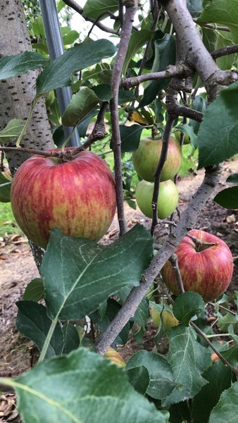 収穫を待つつがるりんご