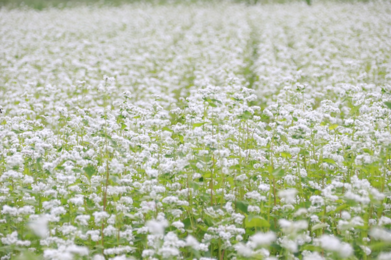 そばの花