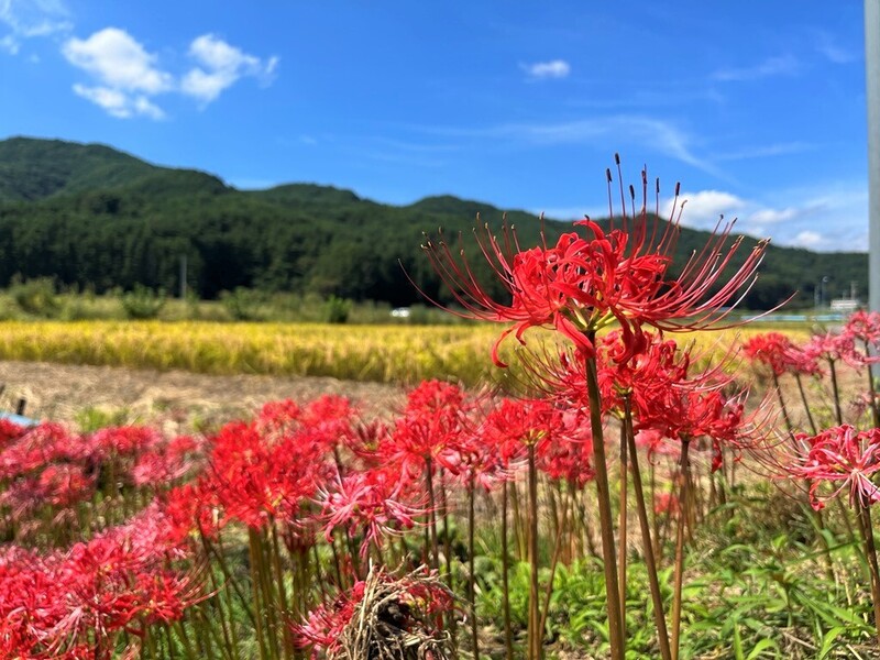 あぜ道の彼岸花