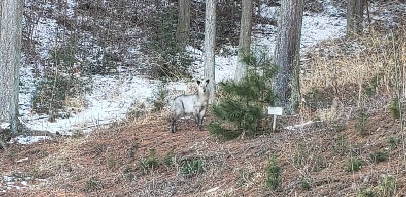 今年最初にあった動物