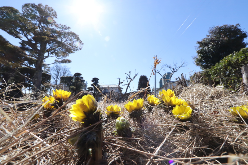 お試し住宅に咲く福寿草