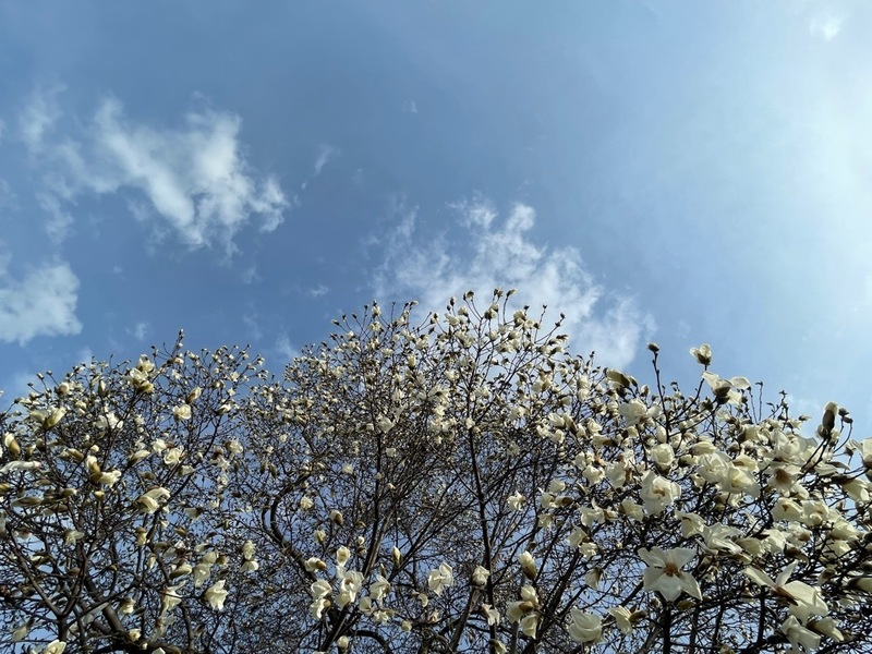 こぶしの花