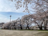小学校グラウンドの桜