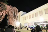 桜の下でコンサート
