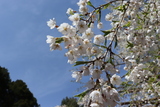 清水寺の山桜