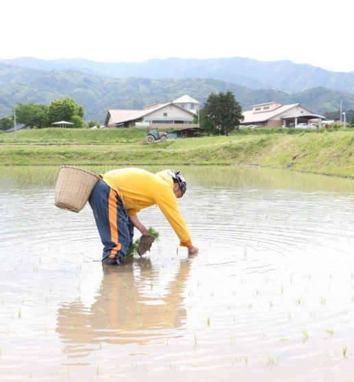 田植え