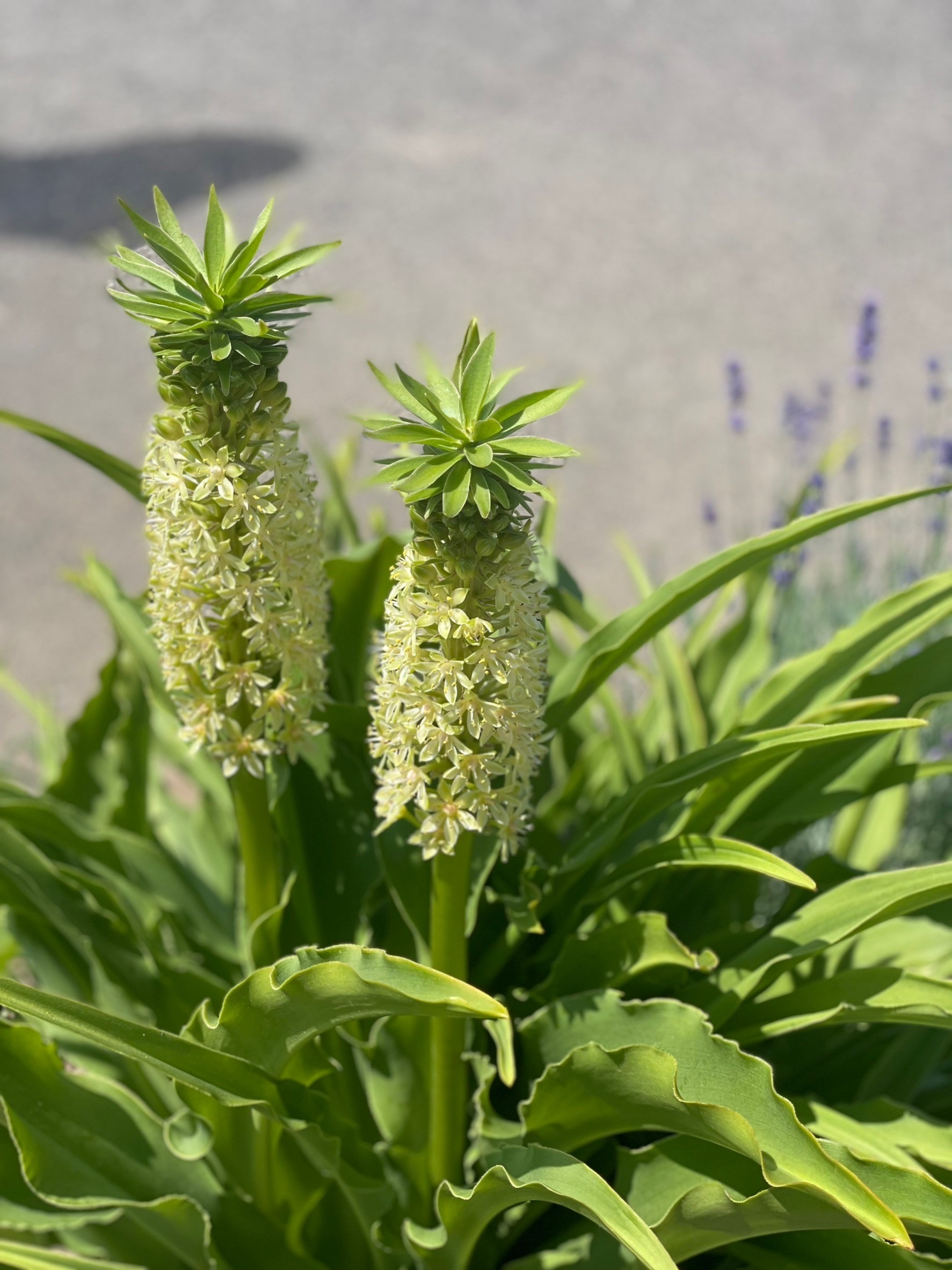 パイナップルリリー - 長野県山形村