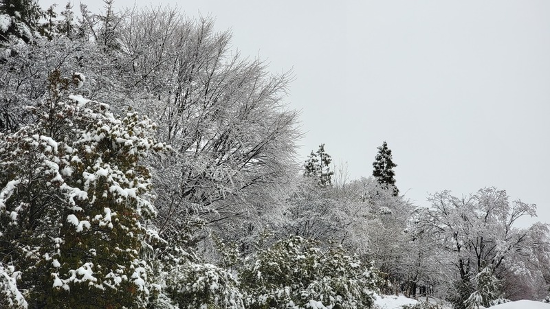 雪化粧