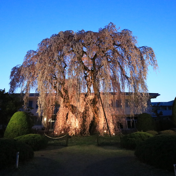 枝垂桜のライトアップ