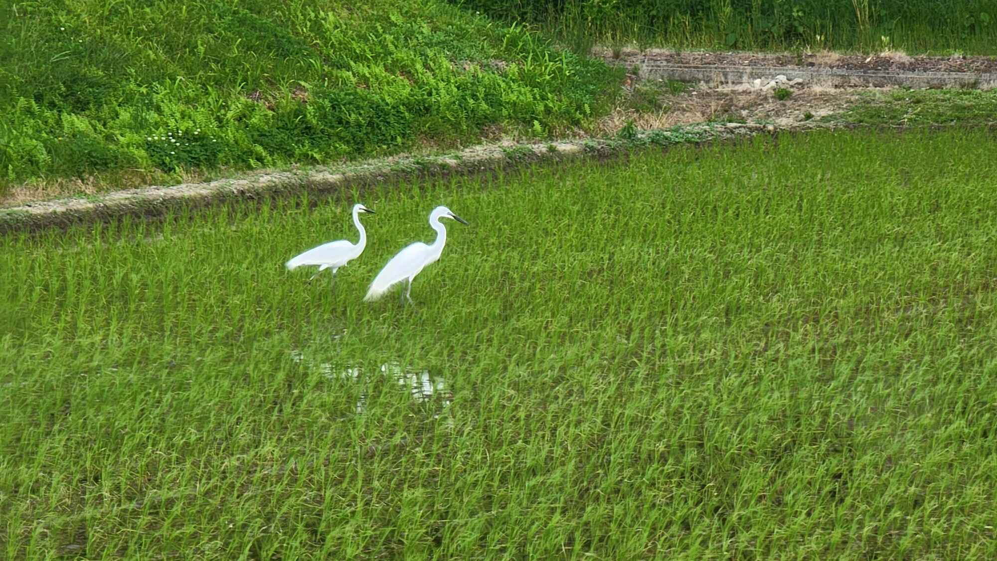 田んぼのシラサギ - 長野県山形村